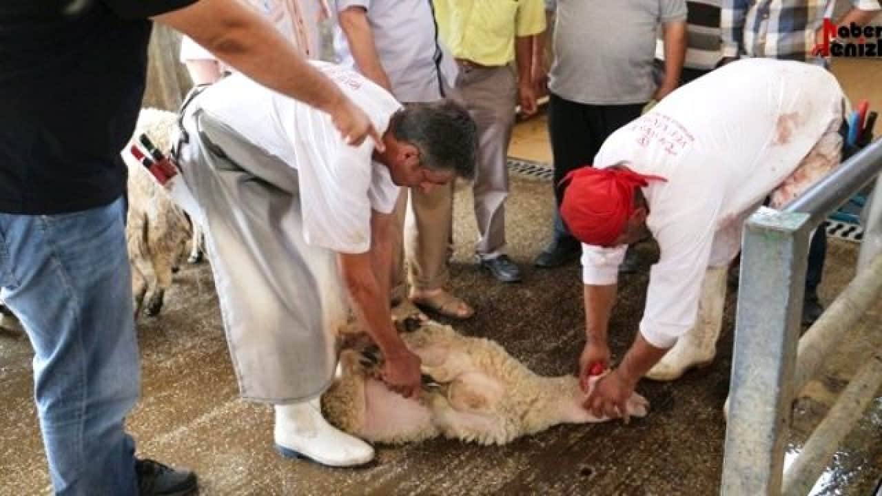 Foto - Kurban ibadetinde merak edilen 10 soru 10 cevap