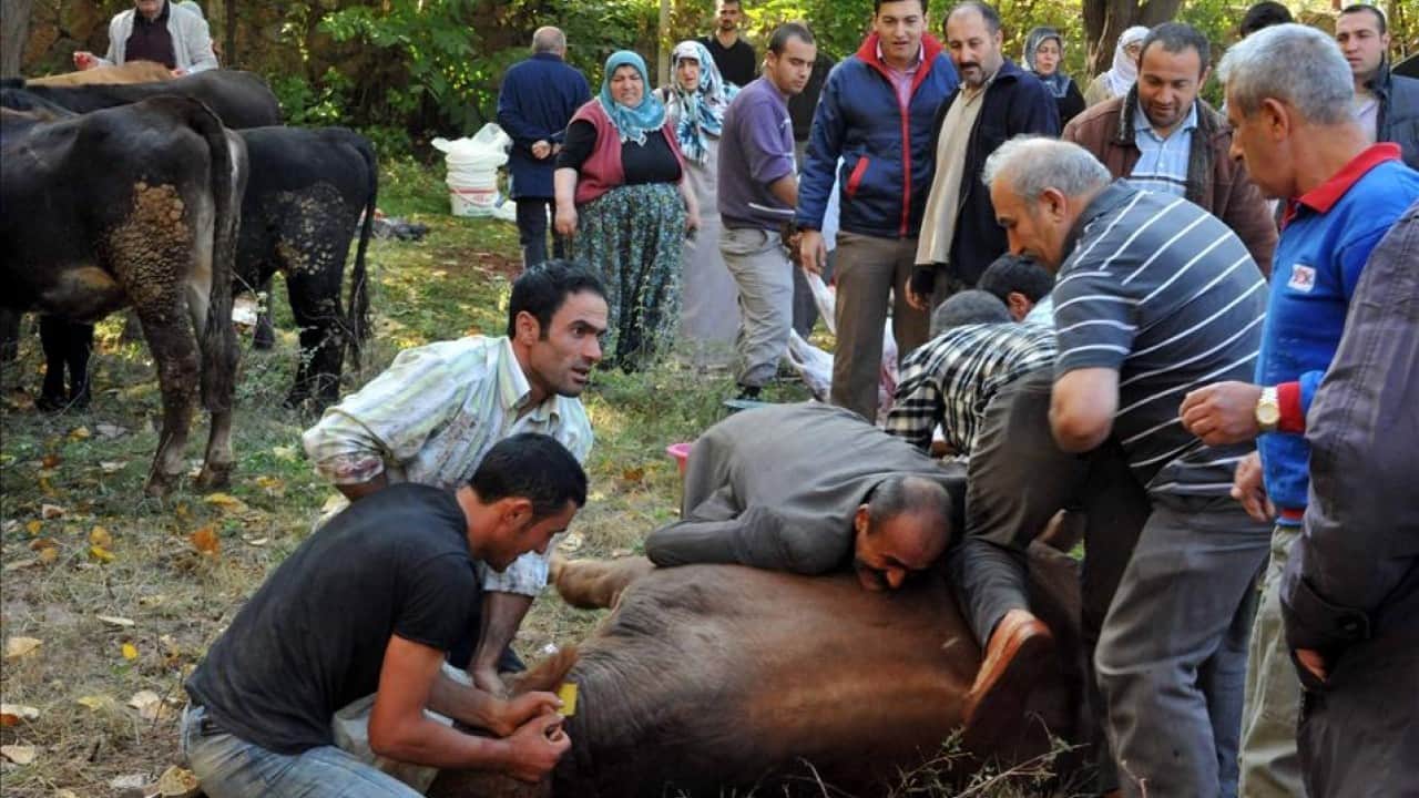 Foto - Kurban ibadetinde merak edilen 10 soru 10 cevap