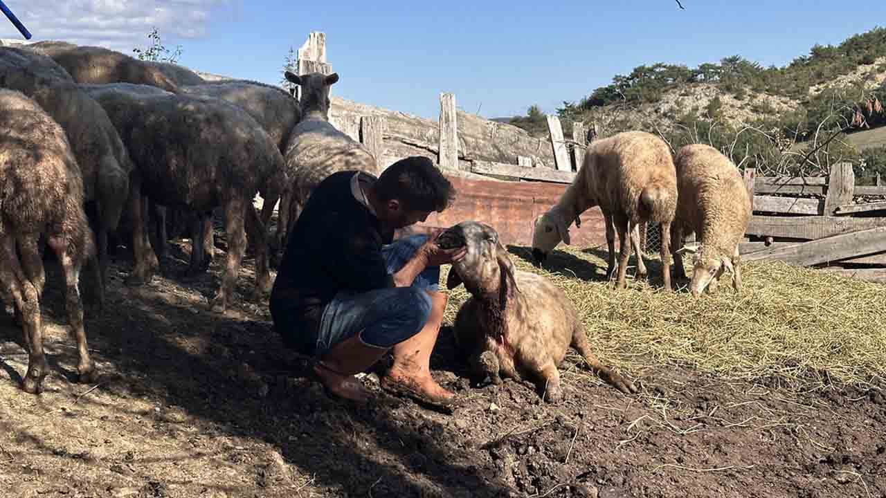 Foto - Kurtlar ahıra daldı: 18 koyunu telef etti