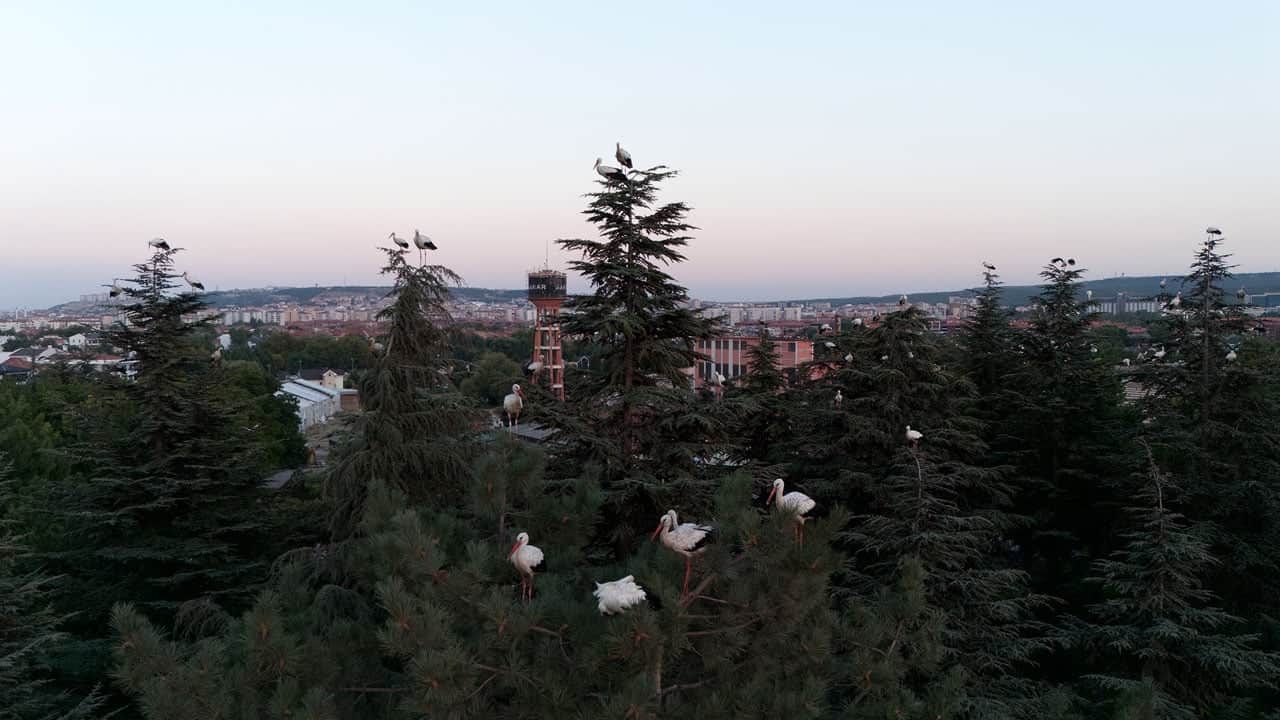 Foto - Leylek sürüsü kameraya yakalandı! Göç yolculuğunda Eskişehir’e mola verdiler