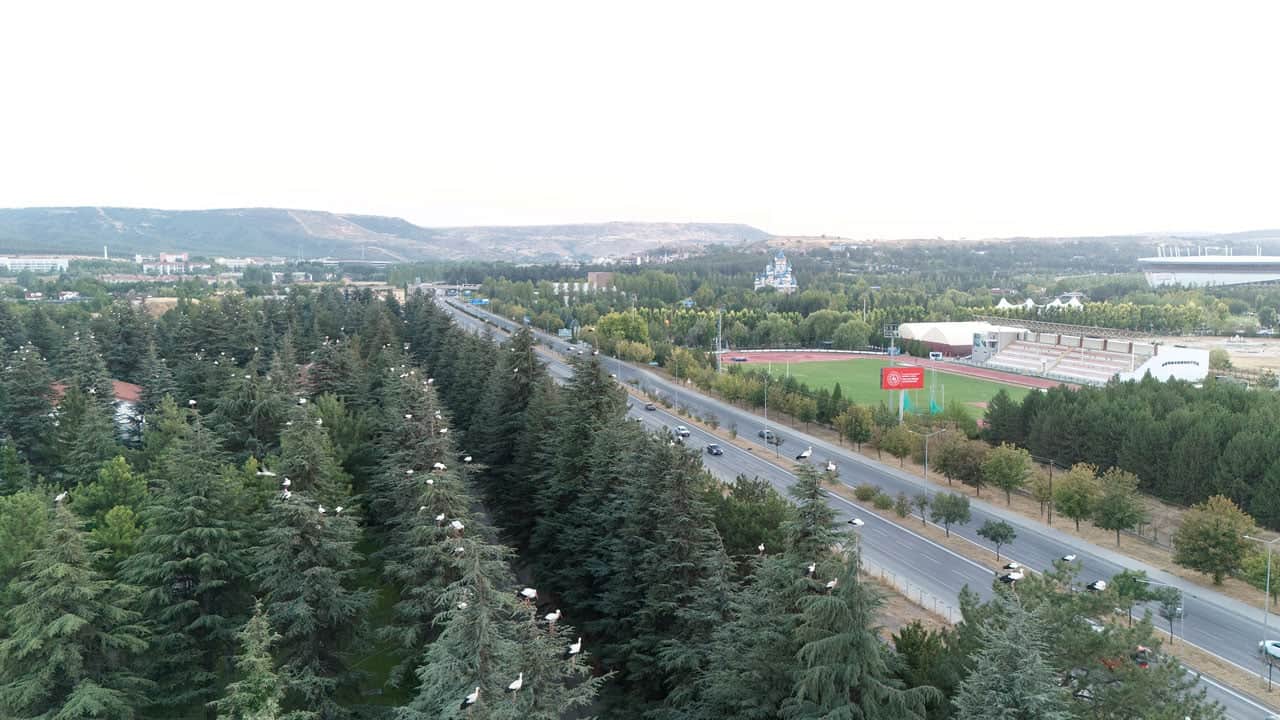 Foto - Leylek sürüsü kameraya yakalandı! Göç yolculuğunda Eskişehir’e mola verdiler