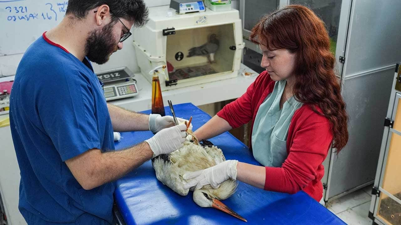 Leyleklerin göç yolunda elektrik engeli: Bazıları kanat çırpamayacak