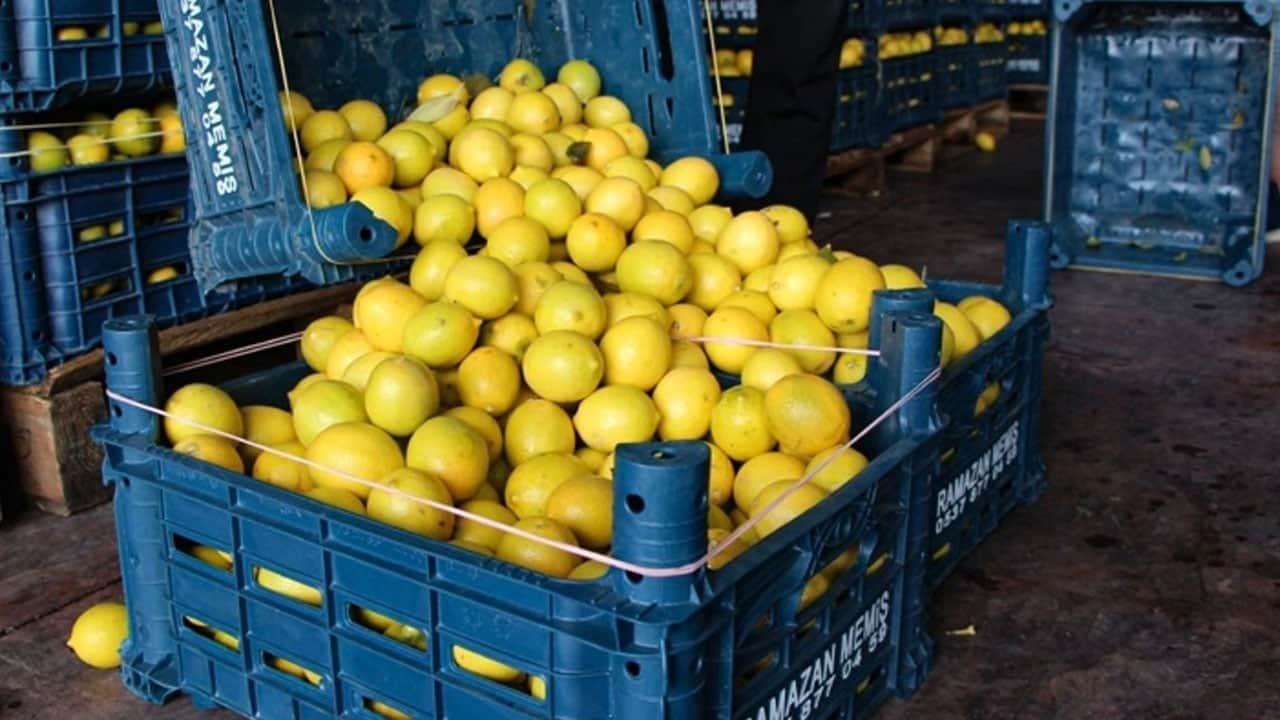 Foto - Limon 5 TL’ye alıcı bulamıyor: Markette 100 TL’ye kapış kapış satılıyor... Fiyatı tartışma konusu oldu