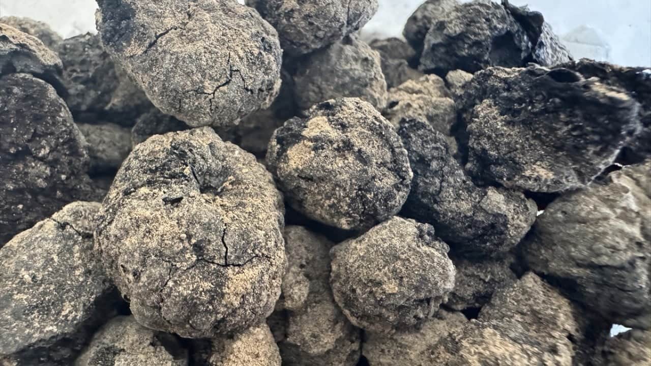 Foto - Mağara kazılarında ortaya çıktı 8 bin yıllık Havran siyah inciri