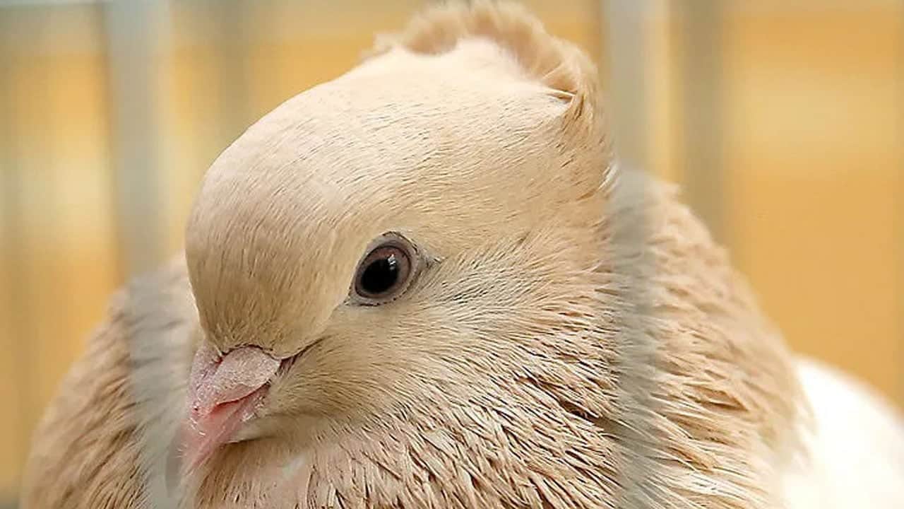 Foto - Mahalle savaş alanına döndü, 4 kişi tutuklandı! Güvercin kavgası: 3’ü çocuk, 13 yaralı