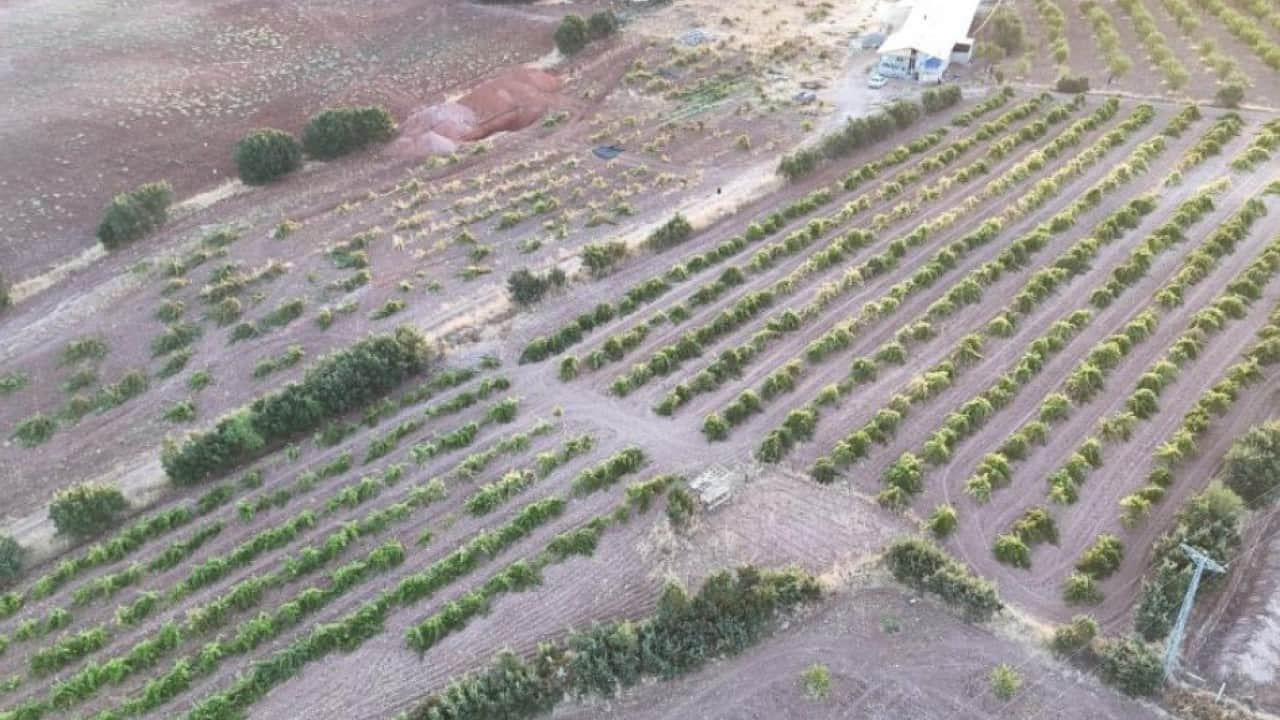 Foto - Malatya'da bereketli sezon üzüm üreticisini sevindirdi