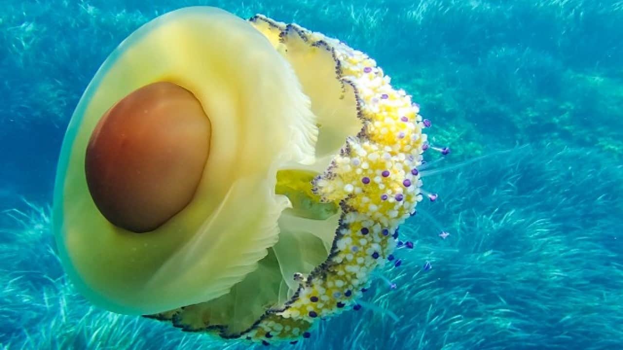 Foto - Marmara Denizi'nde şaşırtan görüntü! Sahanda yumurtayı andırıyor