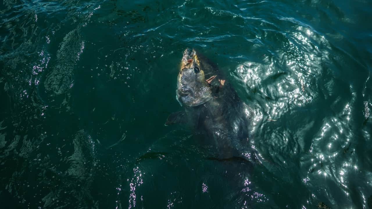Foto - Marmara orkinos kaynıyor Yeni gelmediler geri geldiler