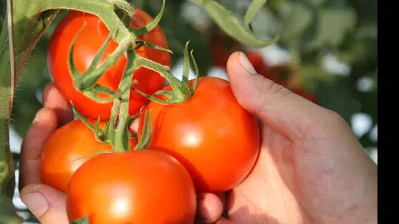 Foto - Merak edilen konu açıklığa kavuştu: Mutfaklarda zeytinyağı daha iyi beyni güçlendiriyor! İşte nedeni o cevabı 