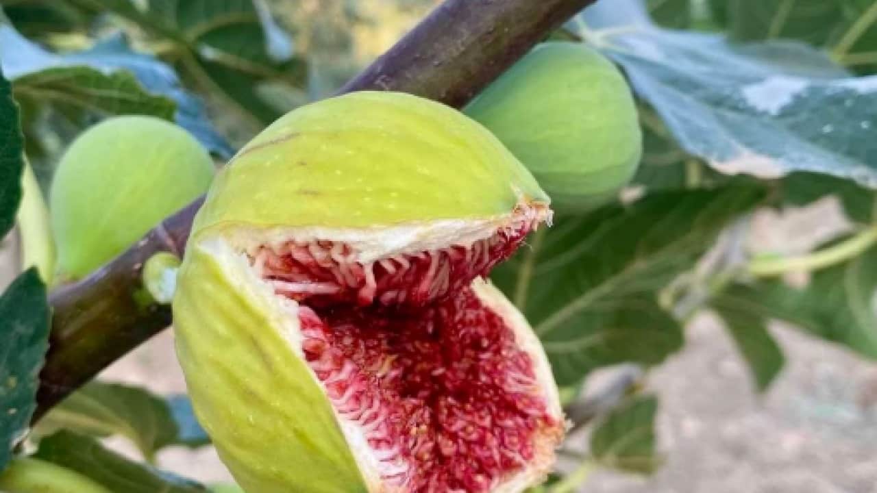 Foto - Merak edilen sorunun cevabı belli oldu: İncir yerken neden çatırdar!
