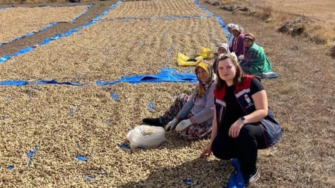 Meriç'te yer fıstığı mesaisi başladı! Tarlalarda hasat heyecanı