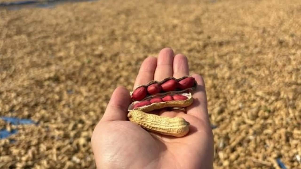 Foto - Meriç'te yer fıstığı mesaisi başladı! Tarlalarda hasat heyecanı