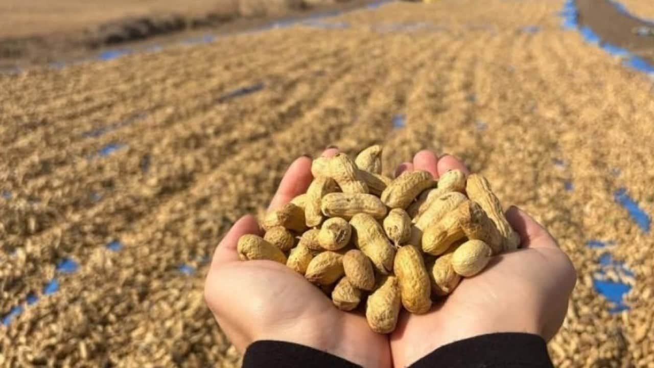 Foto - Meriç'te yer fıstığı mesaisi başladı! Tarlalarda hasat heyecanı