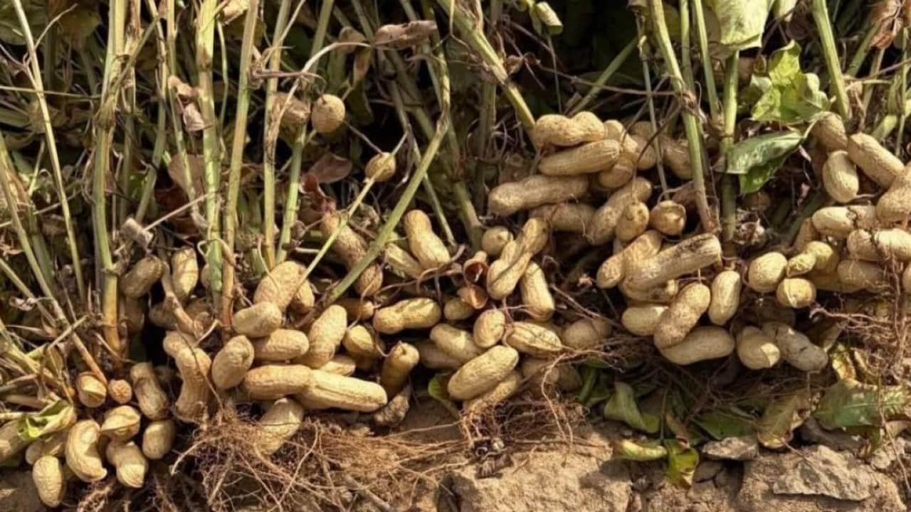 Foto - Meriç'te yer fıstığı mesaisi başladı! Tarlalarda hasat heyecanı