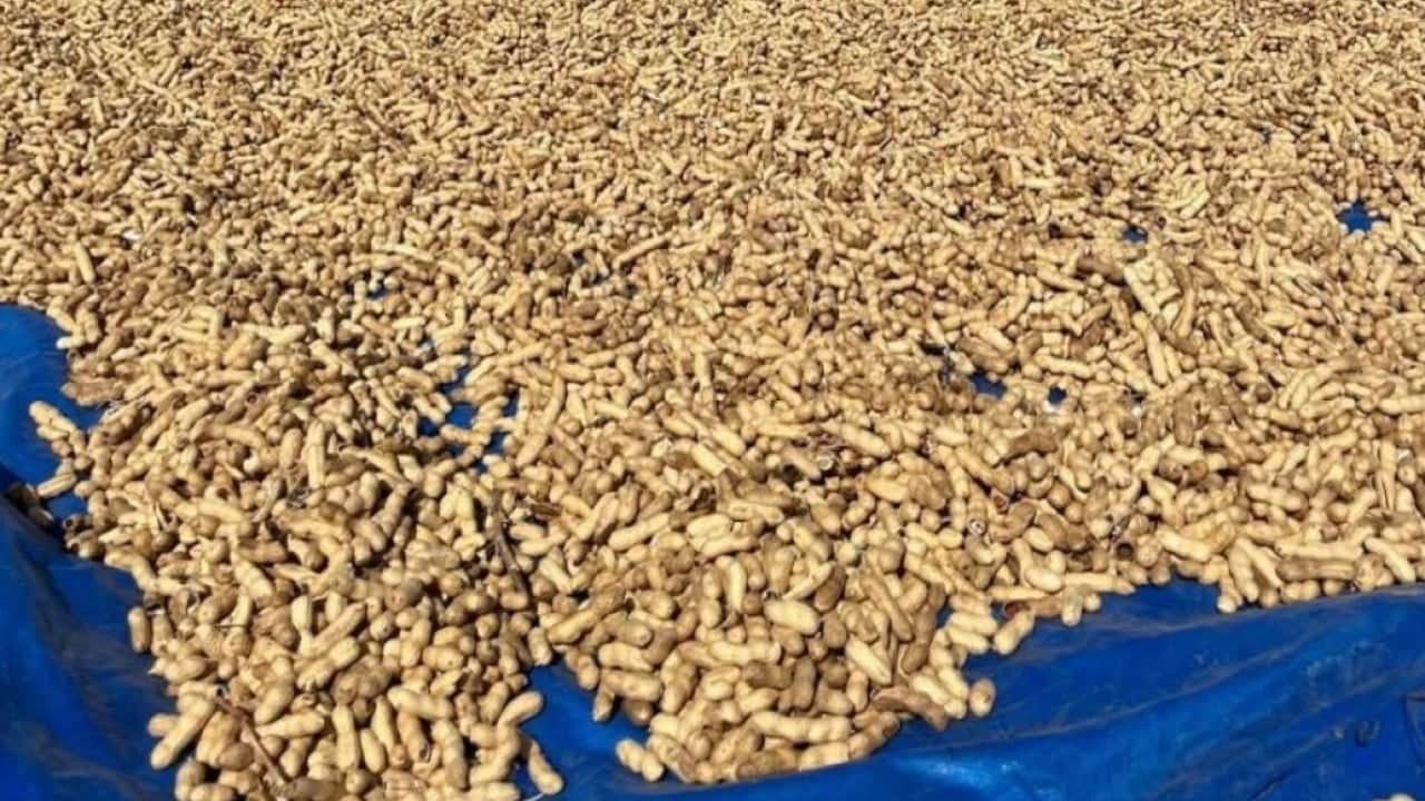 Foto - Meriç'te yer fıstığı mesaisi başladı! Tarlalarda hasat heyecanı