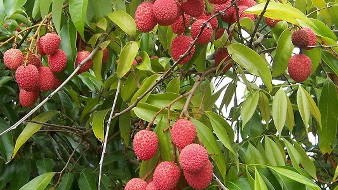 Foto - Mersin'de yetişiyor: Halk arasında 'Meyvelerin Kralı' olarak biliniyor, vatandaşların ilgisi büyük! Peki fayda sağlıyor mu?