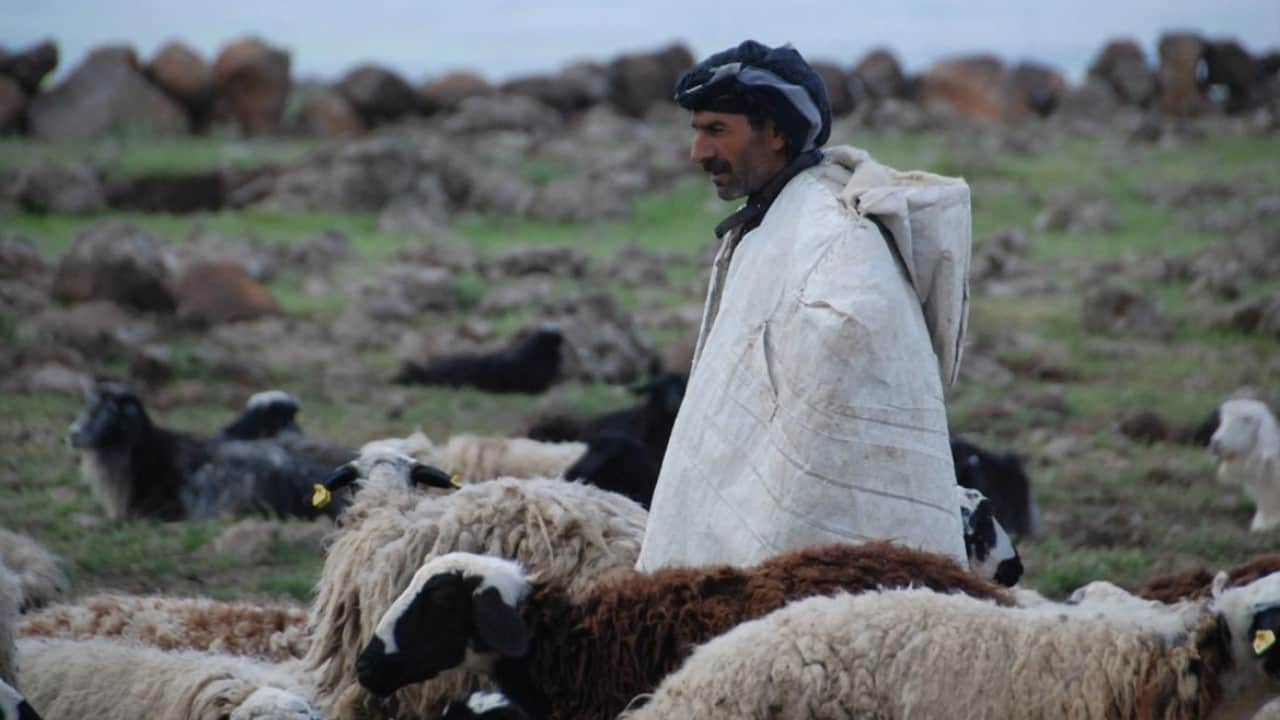 Foto - Mesleğe yeni isim verildi! Türkiye’de sosyal güvenceli çoban dönemi