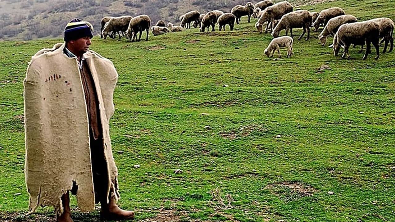 Foto - Mesleğe yeni isim verildi! Türkiye’de sosyal güvenceli çoban dönemi