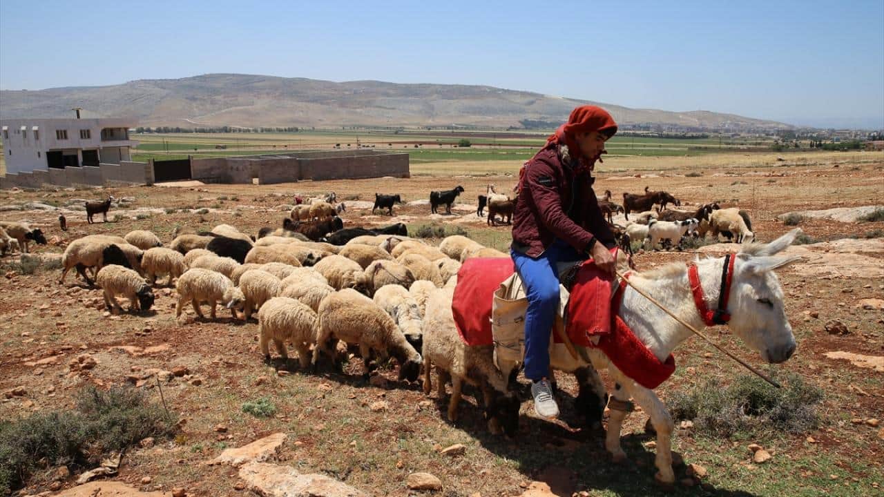 Foto - Mesleğe yeni isim verildi! Türkiye’de sosyal güvenceli çoban dönemi