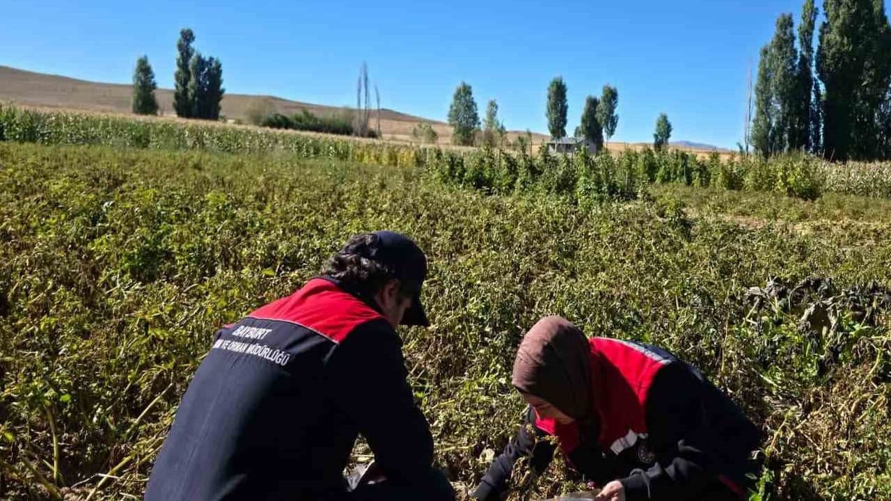 Foto - Milyonlarca kişiyi ilgilendiriyor... Hasat öncesi Patatese pestisit denetimi: Gıda güvenliği için son hali araştırılıyor!