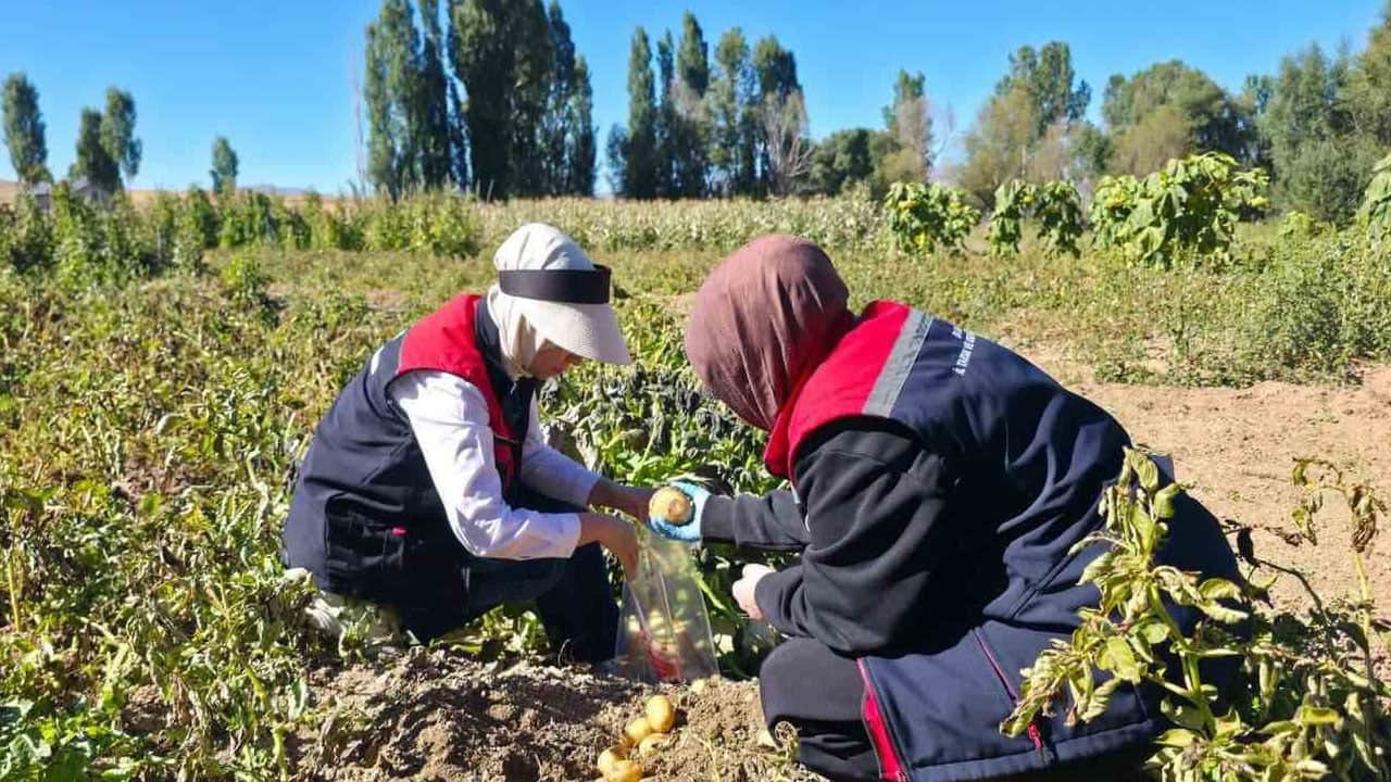 Foto - Milyonlarca kişiyi ilgilendiriyor... Hasat öncesi Patatese pestisit denetimi: Gıda güvenliği için son hali araştırılıyor!