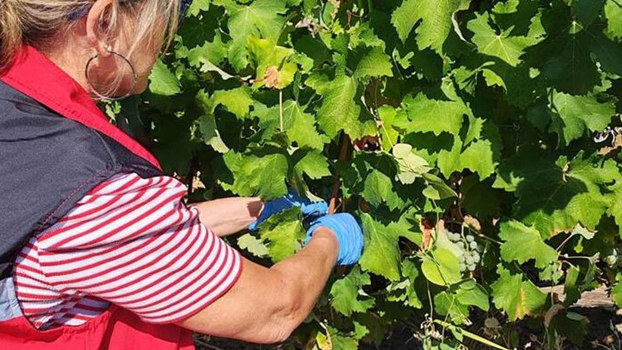 Foto - Milyonlarca kişiyi ilgilendiriyor... Hasat öncesi Patatese pestisit denetimi: Gıda güvenliği için son hali araştırılıyor!