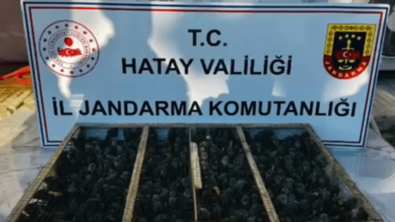 Foto - Römorktan çıkanlar görenleri şaşırttı! Sürücüye 19,8 milyon TL ceza kesildi