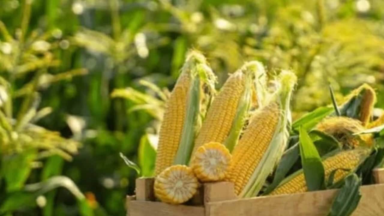 Mısır yemek lüks oldu! El Nino etkisi fiyatları katladı