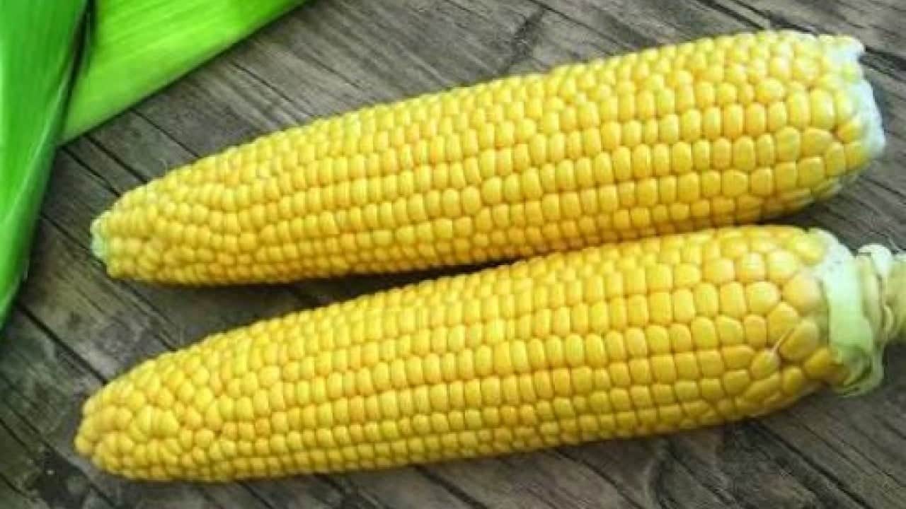Foto - Mısır yemek lüks oldu! El Nino etkisi fiyatları katladı