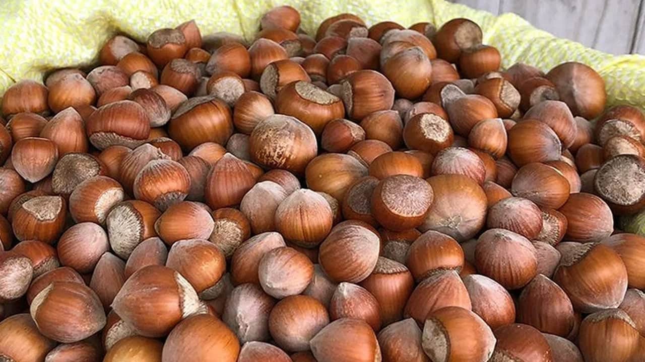 Foto - Hem fındık hem de ceviz... Haftada 2 gün yiyen şifa buluyor! Herkes bu lezzetin peşine düştü
