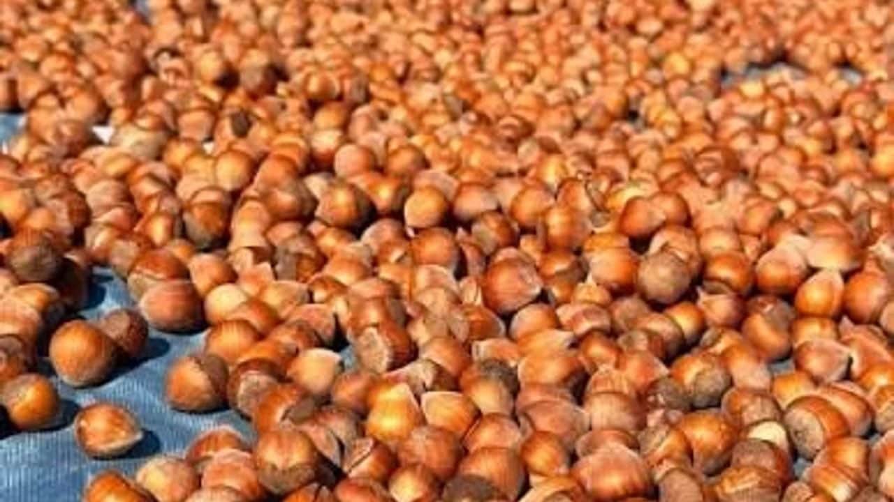 Foto - Hem fındık hem de ceviz... Haftada 2 gün yiyen şifa buluyor! Herkes bu lezzetin peşine düştü