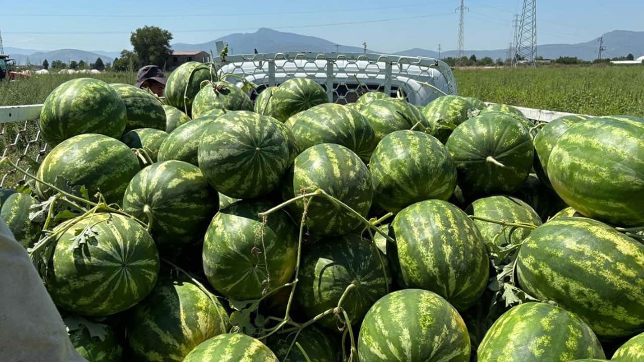 Foto - Mutlaka bir yere not alın, işinize yarayacak! İşte en iyi karpuzu seçmenin sırrı