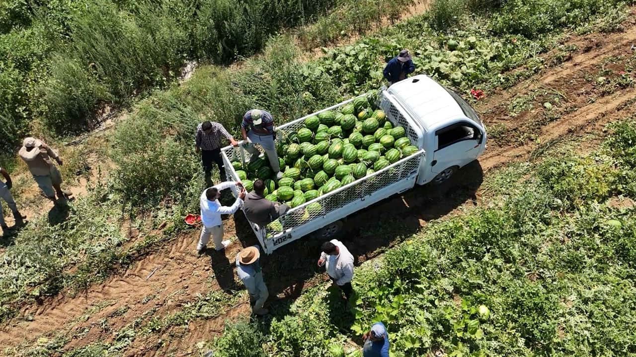 Foto - Mutlaka bir yere not alın, işinize yarayacak! İşte en iyi karpuzu seçmenin sırrı