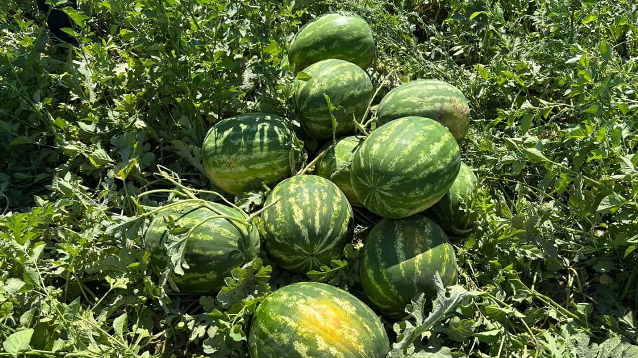 Foto - Mutlaka bir yere not alın, işinize yarayacak! İşte en iyi karpuzu seçmenin sırrı