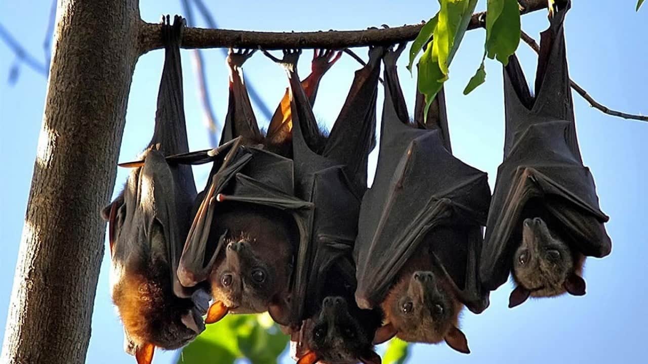 Foto - Ne Afrika, ne Asya, ne Amerika… Yarasaların kökeni Avrupa