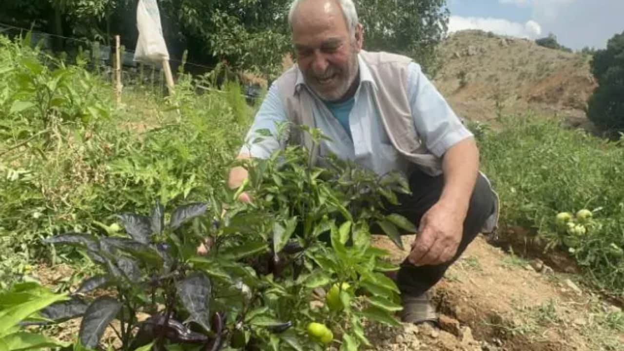 Ne Meksika ne de Peru: Elazığ'da yetiştirdiğini gören inanamıyor!