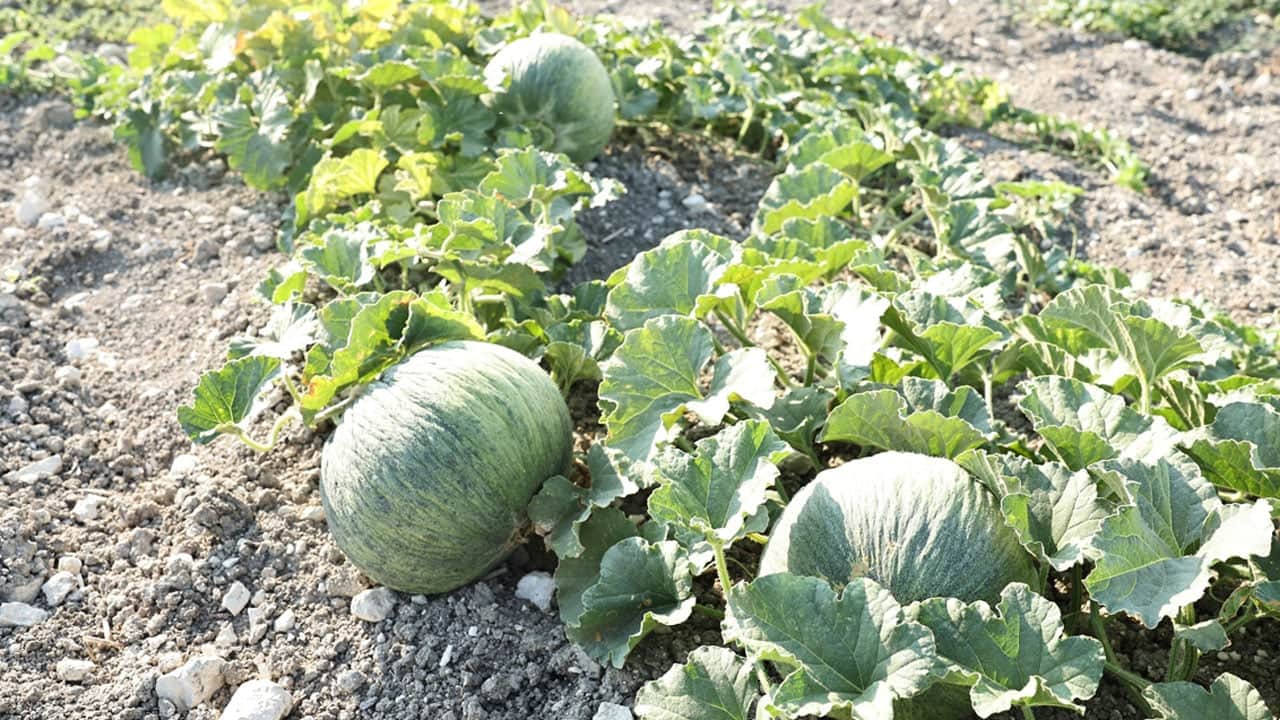 Neden ismi Hırsız Almaz? Hırsız Almaz Kavunu için coğrafi işaret başvurusu! 
