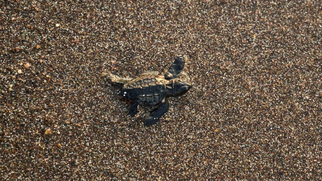 Foto - Nesli tükenme tehlikesi altında! Caretta carettaların yuvalarında yavru çıkışları sürüyor