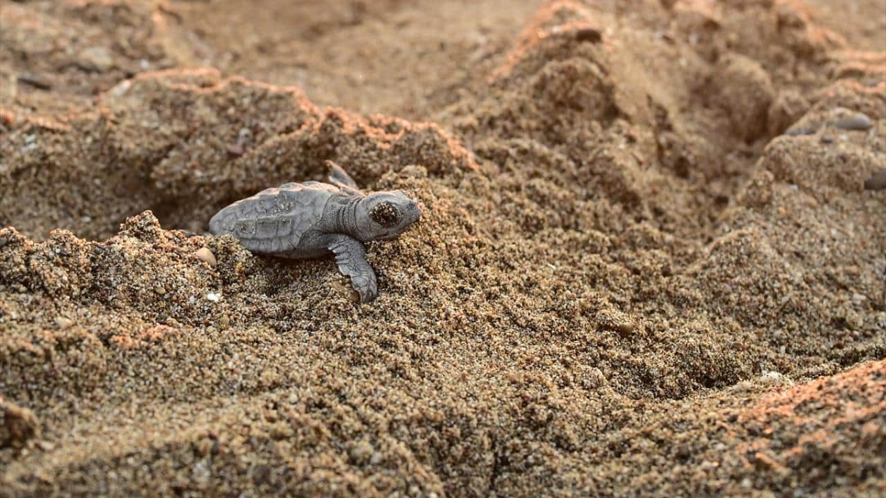 Foto - Nesli tükenme tehlikesi altında! Caretta carettaların yuvalarında yavru çıkışları sürüyor