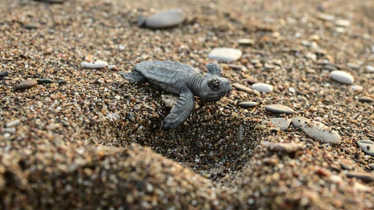 Foto - Nesli tükenme tehlikesi altında! Caretta carettaların yuvalarında yavru çıkışları sürüyor