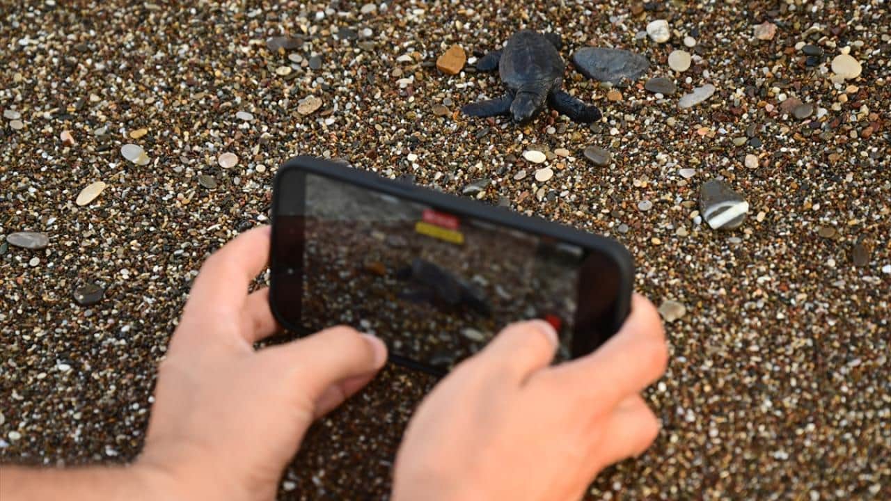 Foto - Nesli tükenme tehlikesi altında! Caretta carettaların yuvalarında yavru çıkışları sürüyor