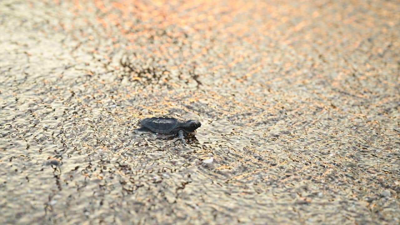Foto - Nesli tükenme tehlikesi altında! Caretta carettaların yuvalarında yavru çıkışları sürüyor