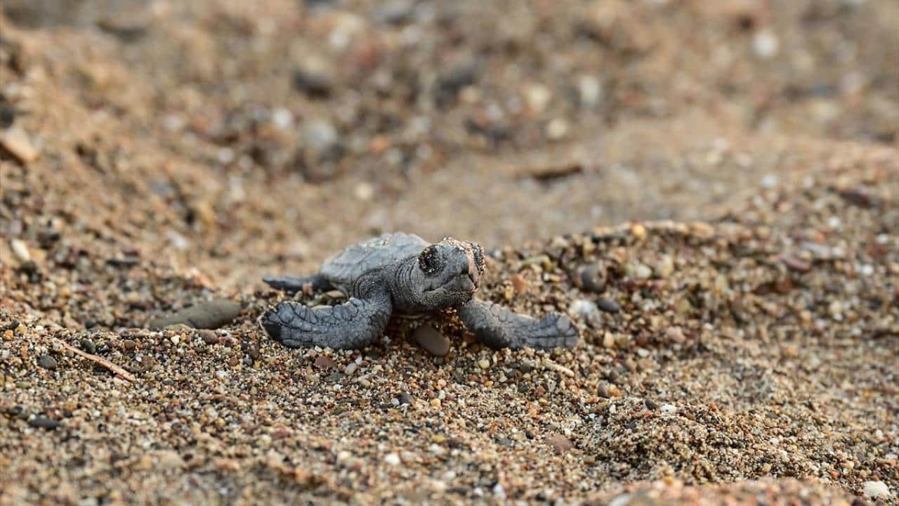 Foto - Nesli tükenme tehlikesi altında! Caretta carettaların yuvalarında yavru çıkışları sürüyor