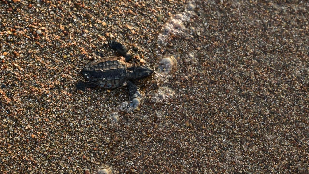 Foto - Nesli tükenme tehlikesi altında! Caretta carettaların yuvalarında yavru çıkışları sürüyor