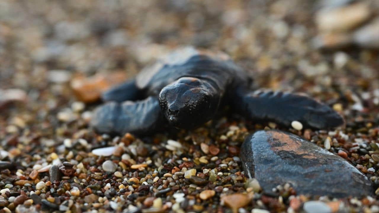 Foto - Nesli tükenme tehlikesi altında! Caretta carettaların yuvalarında yavru çıkışları sürüyor