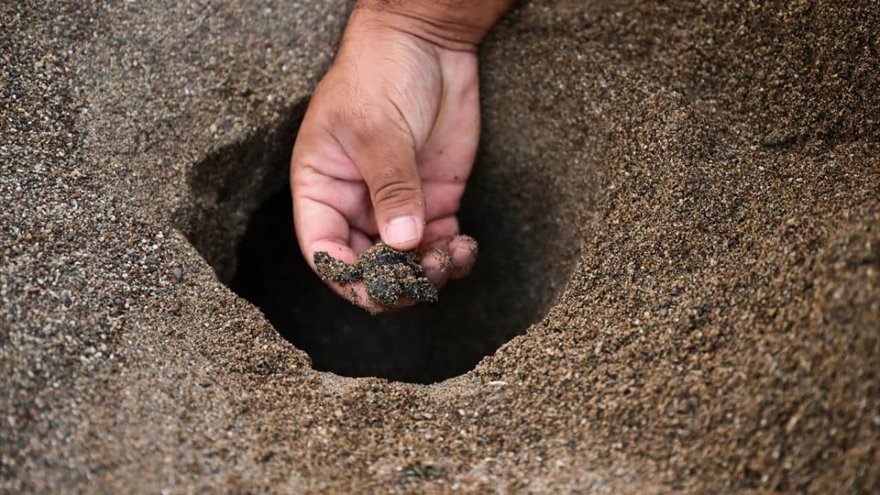 Foto - Nesli tükenme tehlikesi altında! Caretta carettaların yuvalarında yavru çıkışları sürüyor