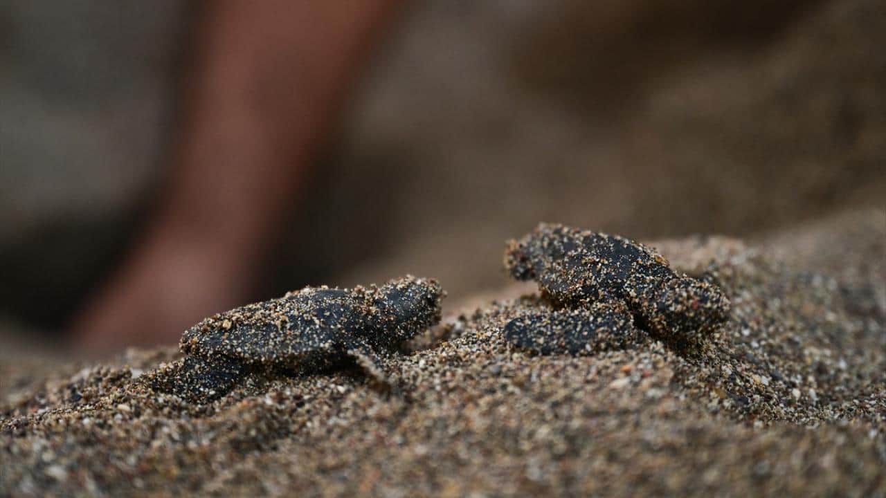 Foto - Nesli tükenme tehlikesi altında! Caretta carettaların yuvalarında yavru çıkışları sürüyor