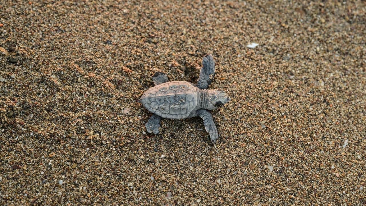 Foto - Nesli tükenme tehlikesi altında! Caretta carettaların yuvalarında yavru çıkışları sürüyor