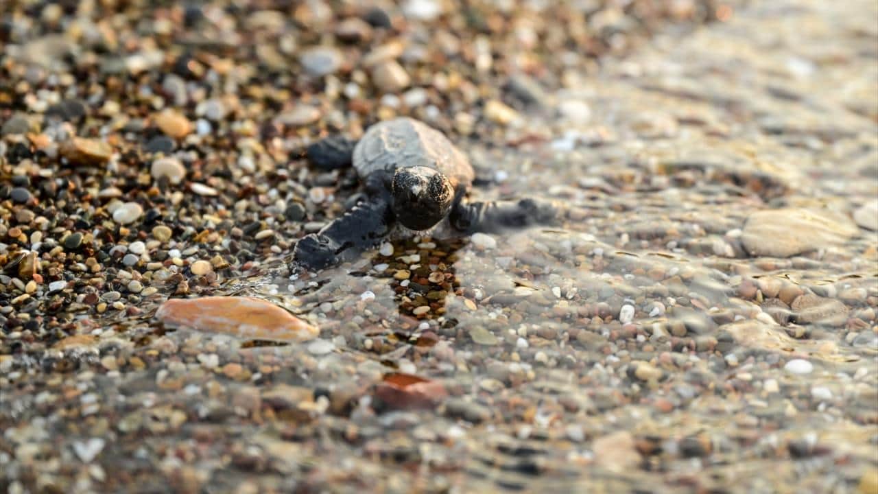 Foto - Nesli tükenme tehlikesi altında! Caretta carettaların yuvalarında yavru çıkışları sürüyor