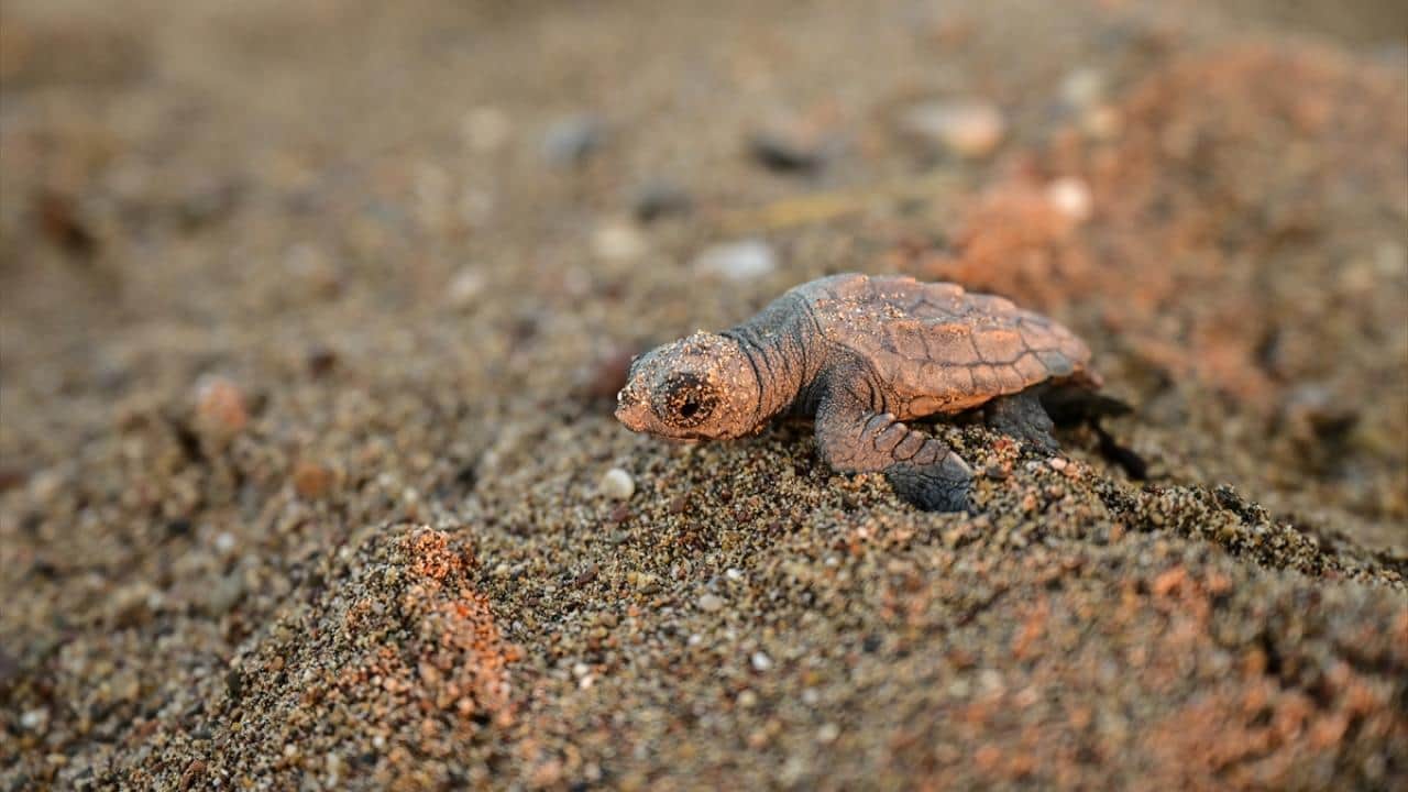 Foto - Nesli tükenme tehlikesi altında! Caretta carettaların yuvalarında yavru çıkışları sürüyor